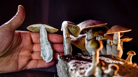 The Ecology of Magic Mushrooms: Where and How They Grow
